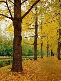 成都秋色指南：銀杏、紅楓與市井煙火交織的浪漫