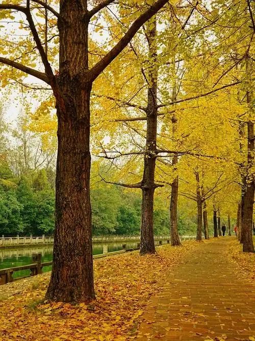 成都秋色指南：銀杏、紅楓與市井煙火交織的浪漫