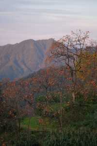 在溫州拍到了刷爆朋友圈的“柿柿”如意