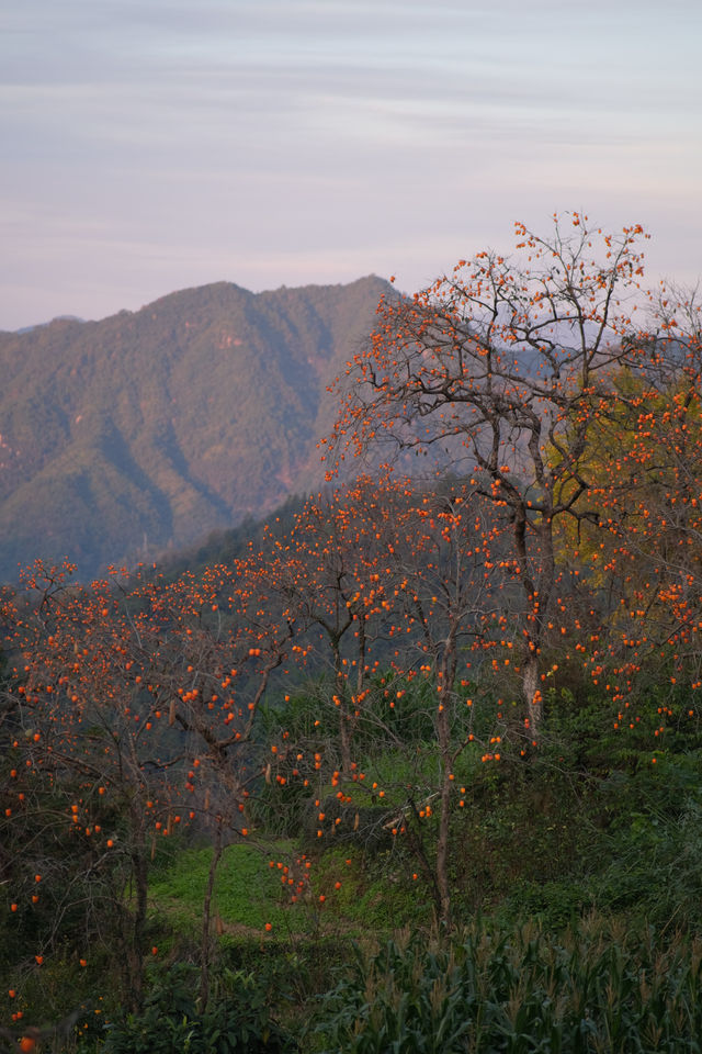 在溫州拍到了刷爆朋友圈的“柿柿”如意