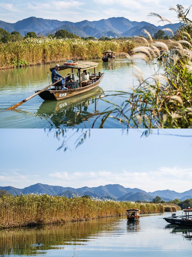 杭州秋日天花板|西溪濕地秋蘆飛雪懶人攻略