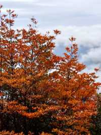 三清山秋日治癒之旅｜雲海奇峰美到窒息