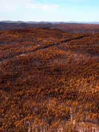 闖入大興安嶺的秋日童話|被金色白樺林治癒的一天