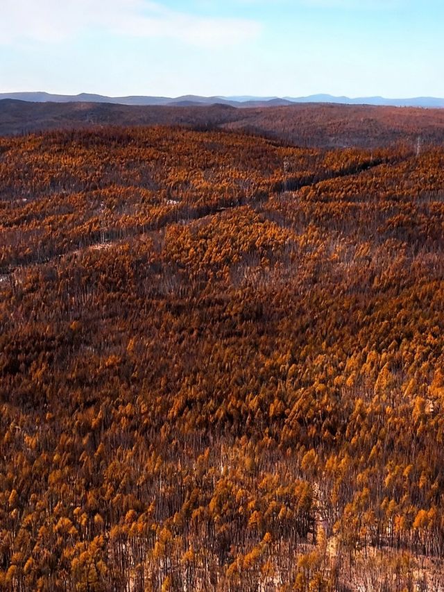 闖入大興安嶺的秋日童話|被金色白樺林治癒的一天 闖入大興安嶺的秋日童話|被金色白樺林治癒的一天