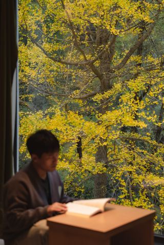 Autumn in Shiquan | Say goodbye to autumn with this full window of golden hues!