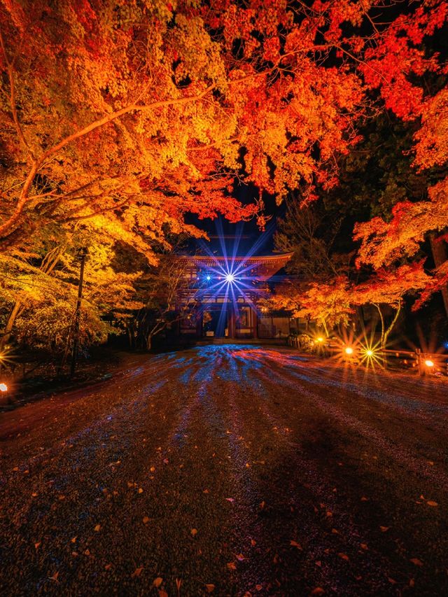 爆美！！！奈良室生寺紅葉燈光展·小眾秘境打卡指南