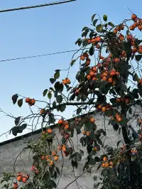 週末遛娃| 楠溪江半日遊看一池錦鯉