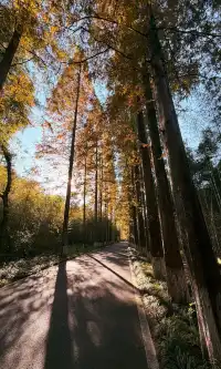 全屏打開莫干山的秋實況也太美了