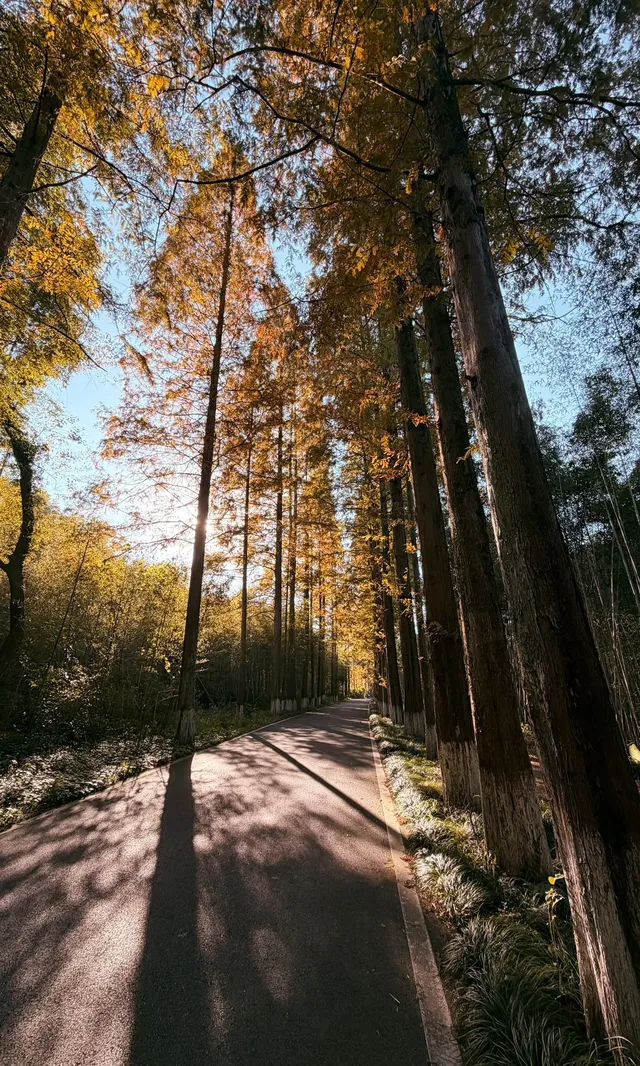 全屏打開莫干山的秋實況也太美了 全屏打開莫干山的秋實況也太美了