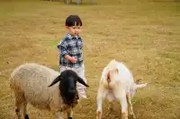 2h直達上海周邊遛娃聖地南通野生動物