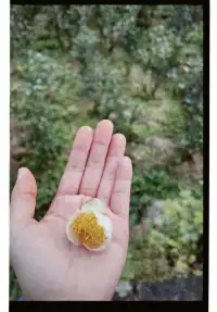 清冷武夷山，最宜岩骨花香漫步