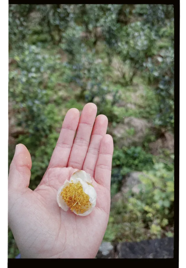 清冷武夷山，最宜岩骨花香漫步