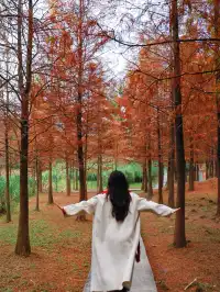 落羽杉紅啦！週末逛個公園也能拍秋日大片！