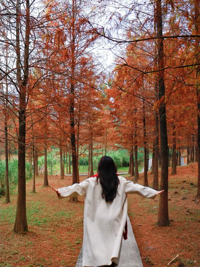 落羽杉紅啦！週末逛個公園也能拍秋日大片！
