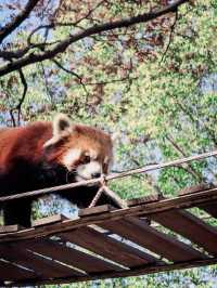 上海野生動物園全攻略：輕鬆遛娃不踩雷