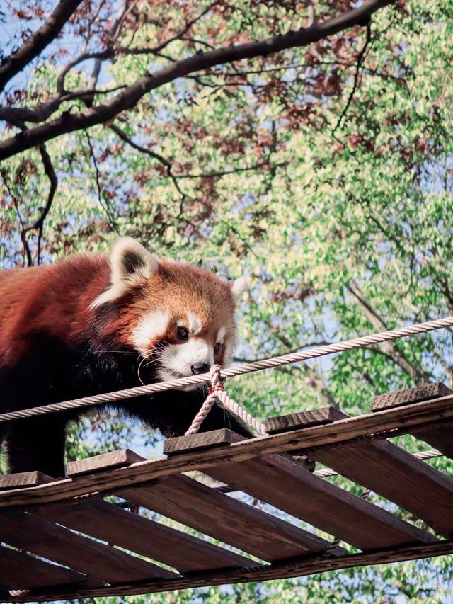 上海野生動物園全攻略：輕鬆遛娃不踩雷