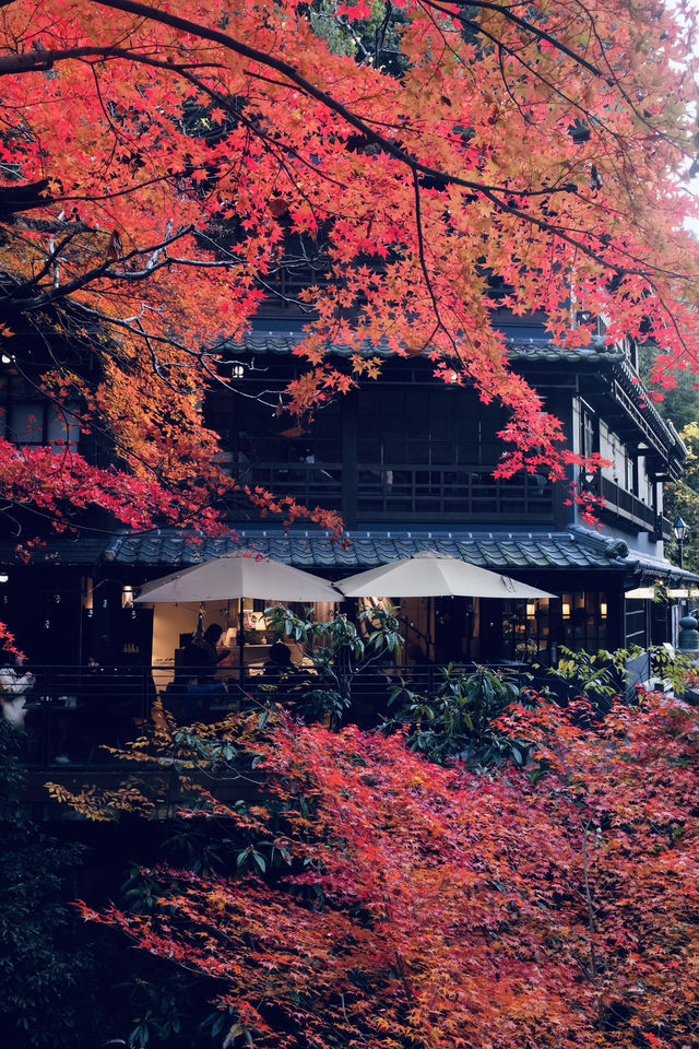 箕面公園|紅葉|箕面の滝 箕面公園|紅葉|箕面の滝