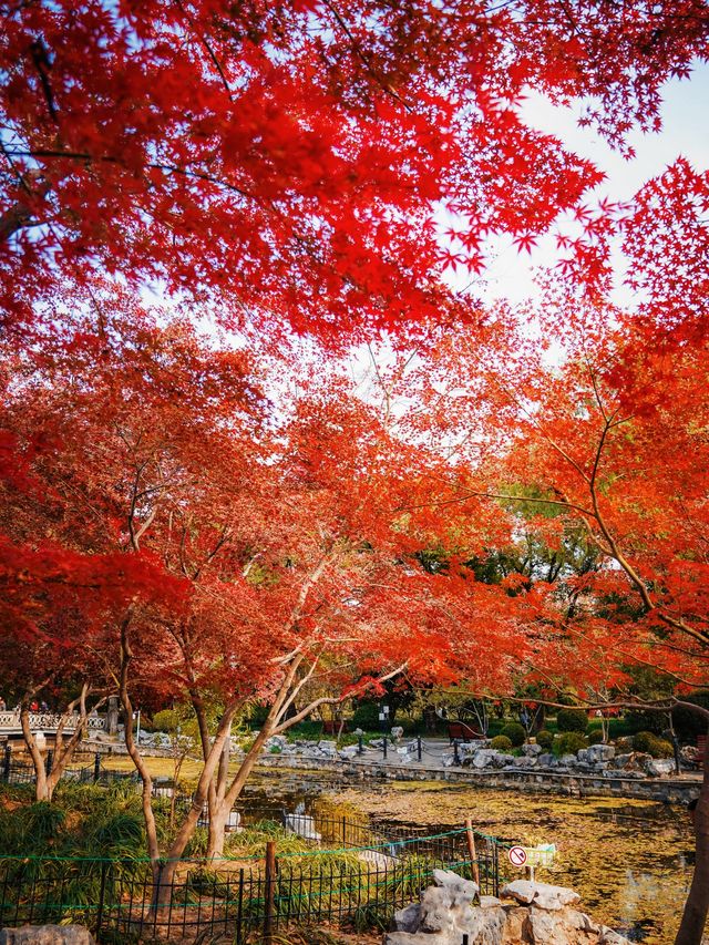 又是一年楓葉紅時魯迅公園賞楓攻略來啦！