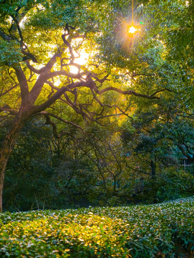 12.1實拍九溪現實版莫奈的秋日花園