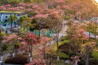 橫琴花海長廊異木棉最佳機位