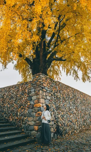 Wenzhou's 400-year-old Ginkgo King has turned yellow, hurry up before no one is around!!