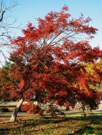 怕你們錯過!再次提醒:共青銀杏濃度已超標