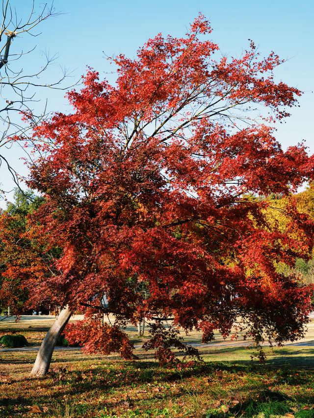 怕你們錯過!再次提醒:共青銀杏濃度已超標 怕你們錯過!再次提醒:共青銀杏濃度已超標