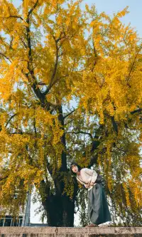 我宣佈這是溫州秋天最美的銀杏樹