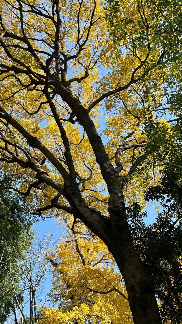 上海賞楓絕佳地標