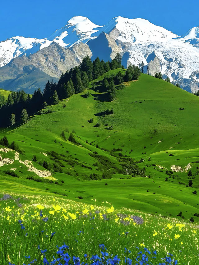 川西花海雪山秘境 川西花海雪山秘境