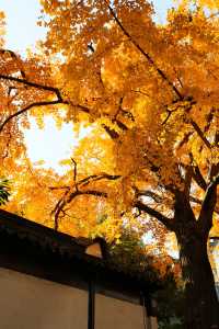 不愧為上海五大園林,驚嘆老祖宗的審美!