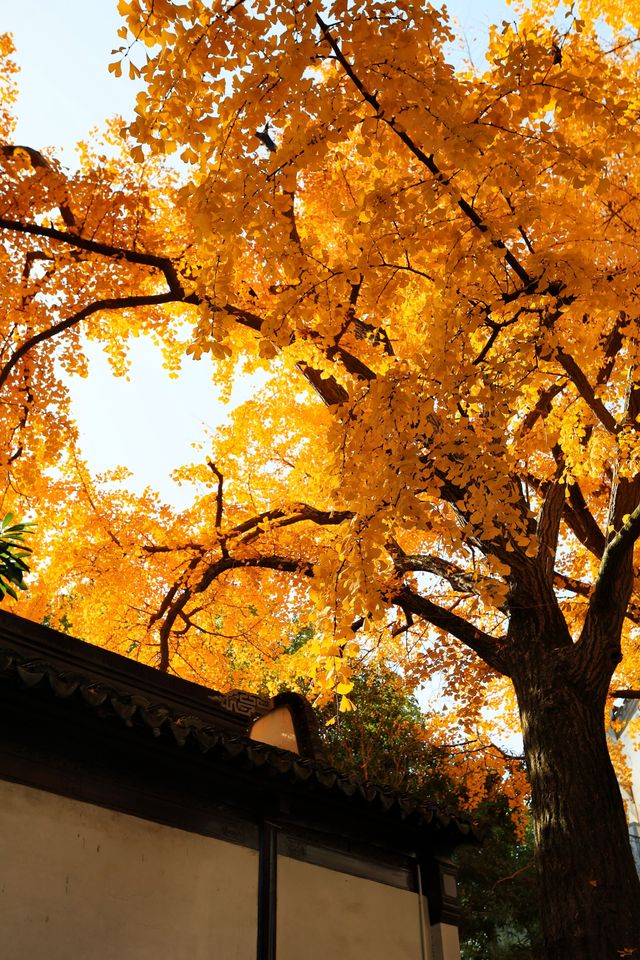 不愧為上海五大園林,驚嘆老祖宗的審美! 不愧為上海五大園林,驚嘆老祖宗的審美!