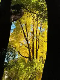 蘇州|西園寺已進入秋季最佳觀賞期