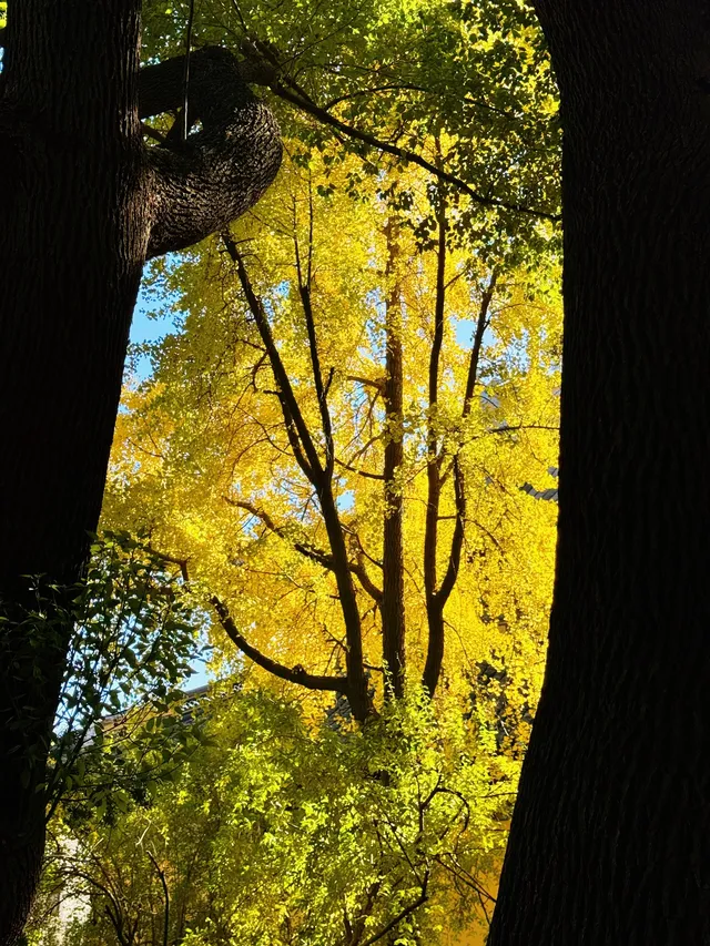 蘇州|西園寺已進入秋季最佳觀賞期 蘇州|西園寺已進入秋季最佳觀賞期
