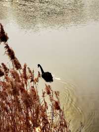 唐島灣濕地公園
