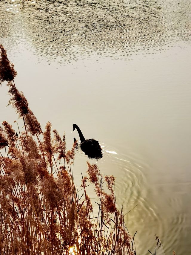 唐島灣濕地公園