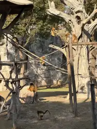 上海野生動物園衝了