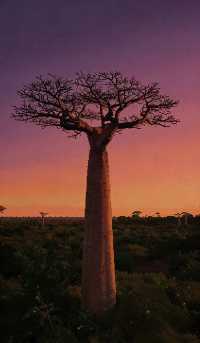 遇見800歲巨樹馬達加斯加猴麵包樹大道攻略《像素版》