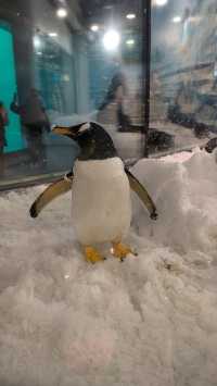 哈爾濱極地公園攻略筆記