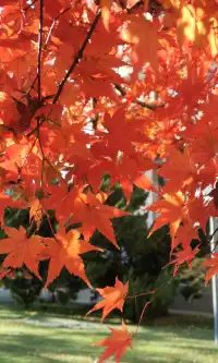 Live全屏打開最美楓葉神樹錯過等明年