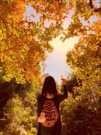 大棠楓香林.你沒看錯.這是香港的楓葉林喔