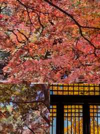 常熟已回，真不建議12月去，太香了