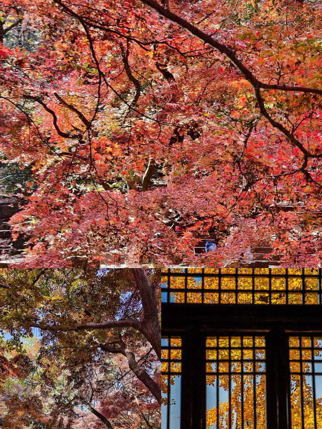 常熟已回，真不建議12月去，太香了