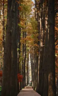 武漢東湖邊藏了個金色+鏽紅色的油畫秋天