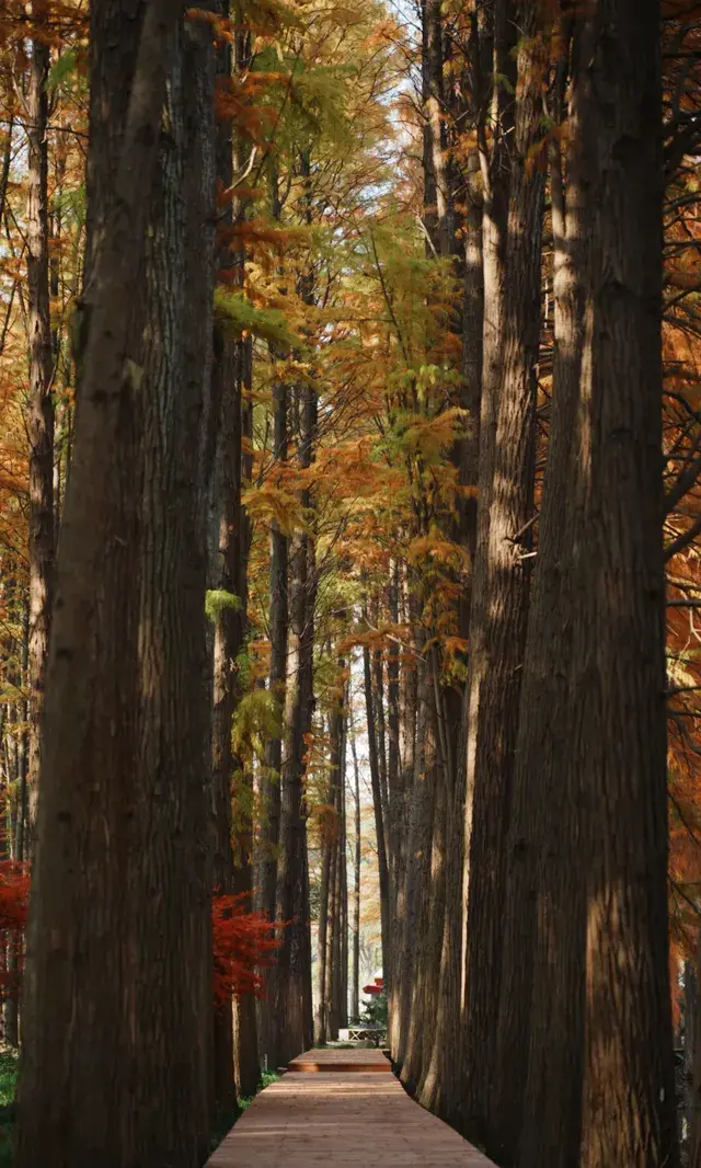 武漢東湖邊藏了個金色+鏽紅色的油畫秋天 武漢東湖邊藏了個金色+鏽紅色的油畫秋天