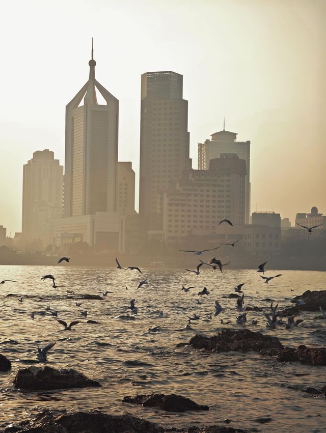 冬日的浪漫|青島棧橋與西伯利亞海鷗的日落之約 冬日的浪漫|青島棧橋與西伯利亞海鷗的日落之約