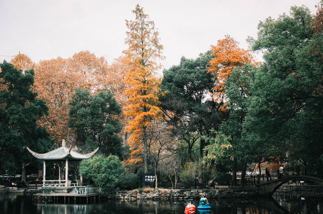 魯迅公園的秋日啟示:「生命暫停鍵」 金黃的銀杏葉像撒了一地碎金,紅楓則像一團團燃燒的火焰, 陽光 魯迅公園的秋日啟示:「生命暫停鍵」 金黃的銀杏葉像撒了一地碎金,紅楓則像一團團燃燒的火焰, 陽光