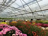 2025深圳大鵬菊花展