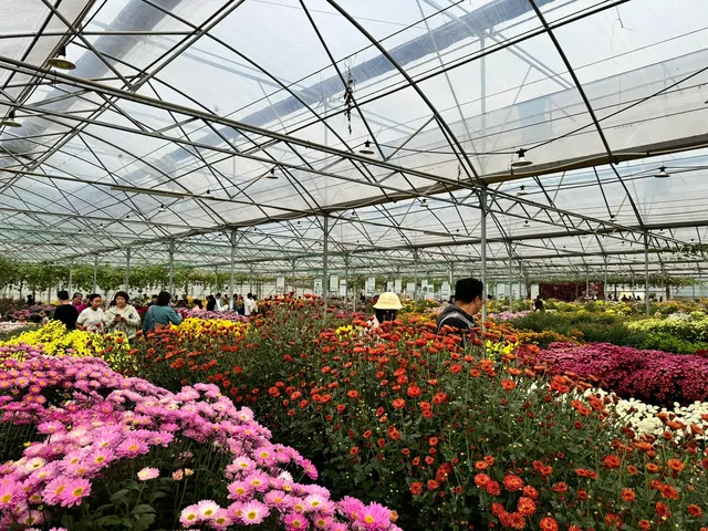 2025深圳大鵬菊花展 2025深圳大鵬菊花展