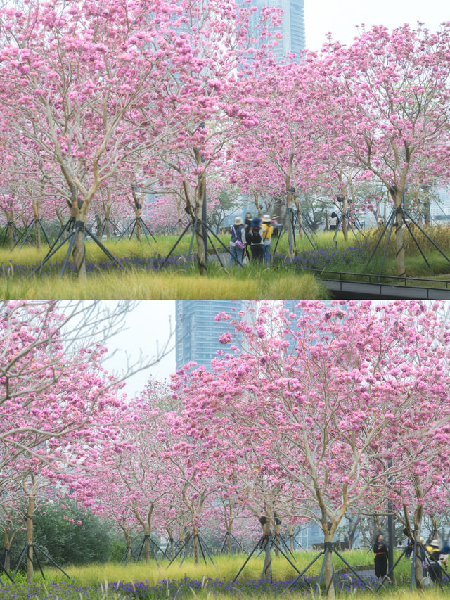 12.11拍|深圳紫花風鈴木開滿啦 12.11拍|深圳紫花風鈴木開滿啦